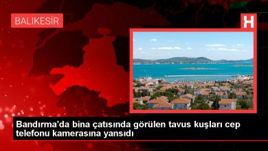 Bandırma'da bina çatısında görülen tavus kuşları cep telefonu kamerasına yansıdı